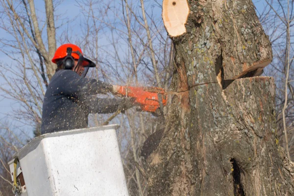 Tree Cutting Service Tree Cutting Service