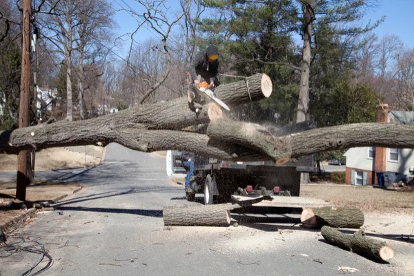 Tree Expert in Vallejo, CA Tree Expert in Vallejo, CA