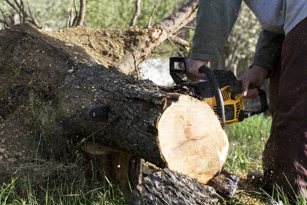 Tree Removal Services Tree Removal Services
