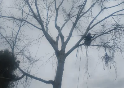 Local Tree Service
