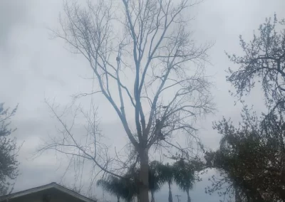 Tree Expert