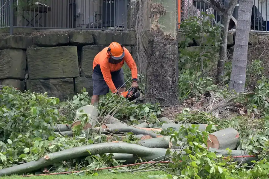 Affordable Tree Removal Services Vallejo, CA Affordable Tree Removal Services Vallejo, CA