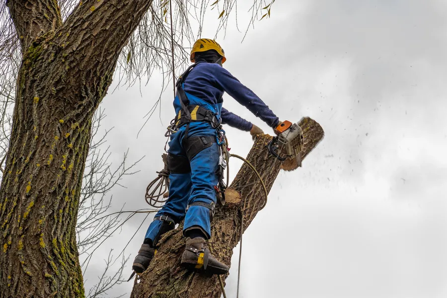 Expert Tree Cutting Service Vallejo, CA Expert Tree Cutting Service Vallejo, CA