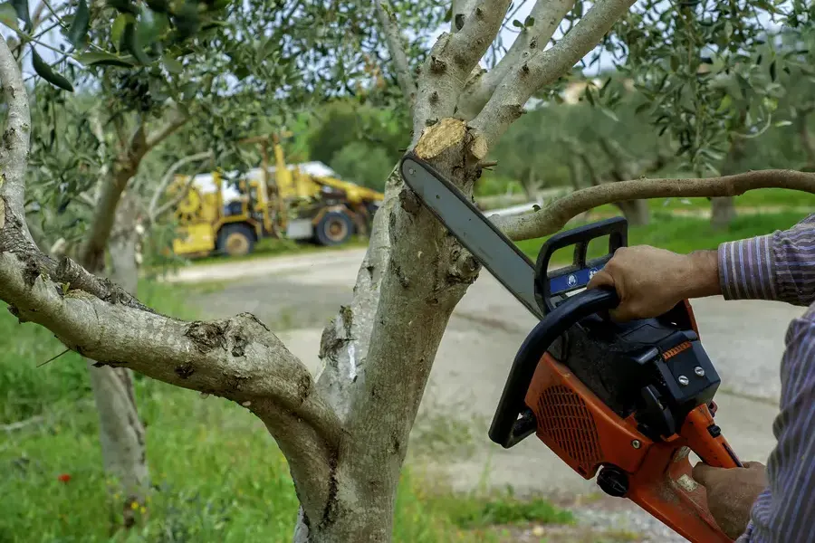 How Often Should You Trim Your Trees For Optimal Health Vallejo, CA How Often Should You Trim Your Trees For Optimal Health Vallejo, CA