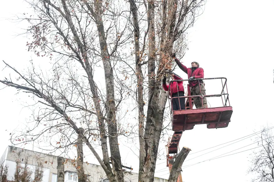 How Often Should You Trim Your Trees For Optimal Health in Vallejo, CA How Often Should You Trim Your Trees For Optimal Health in Vallejo, CA
