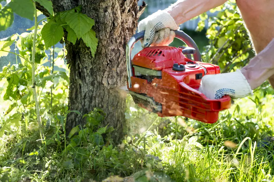 How Tree Removal Helps Prevent Structural Damage in Vallejo, CA How Tree Removal Helps Prevent Structural Damage in Vallejo, CA