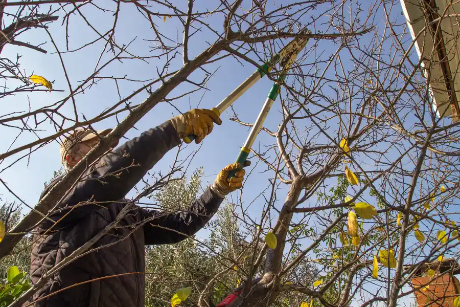 How Tree Trimming Enhances Sunlight Exposure For Your Lawn Vallejo, CA How Tree Trimming Enhances Sunlight Exposure For Your Lawn Vallejo, CA