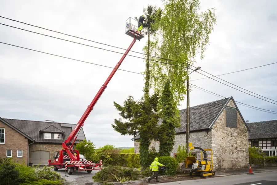 How Tree Trimming Enhances Sunlight Exposure For Your Lawn in Vallejo, CA How Tree Trimming Enhances Sunlight Exposure For Your Lawn in Vallejo, CA