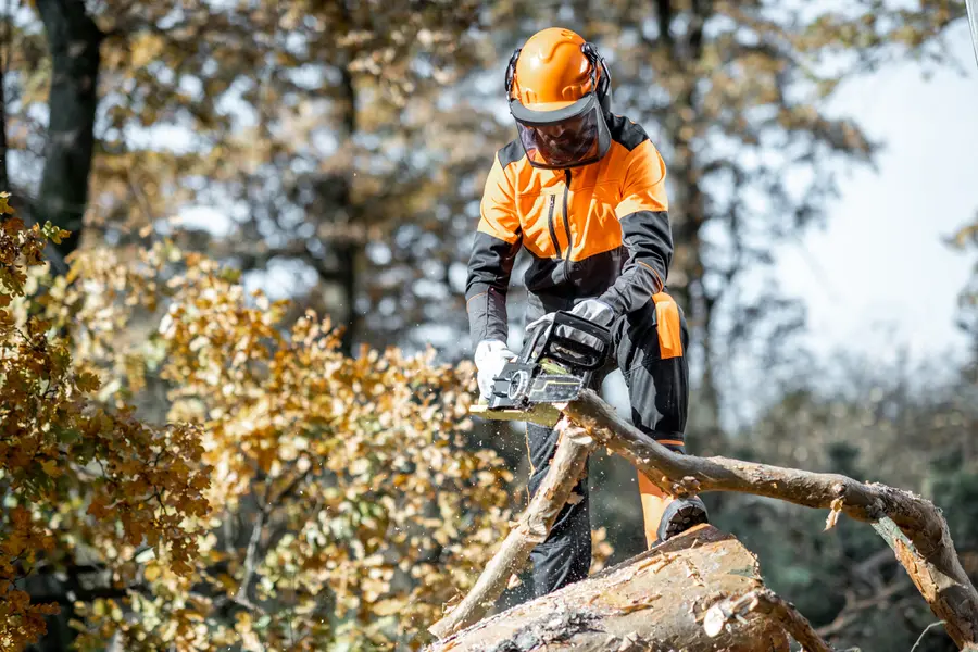 Key Benefits Of Tree Cutting For Your Homes Curb Appeal Vallejo, CA Key Benefits Of Tree Cutting For Your Homes Curb Appeal Vallejo, CA