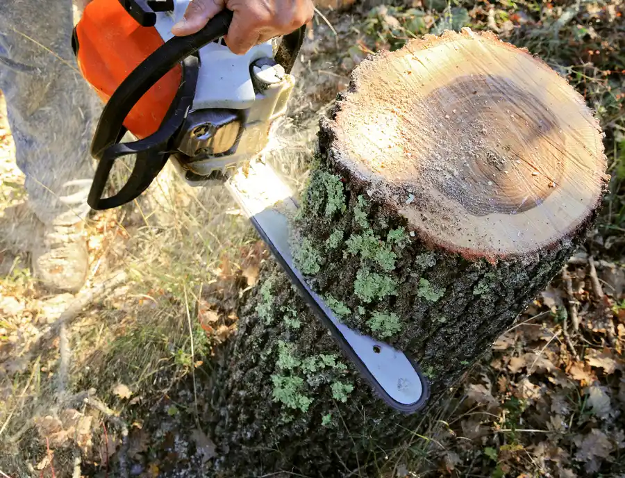 Key Benefits Of Tree Cutting For Your Homes Curb Appeal in Vallejo, CA Key Benefits Of Tree Cutting For Your Homes Curb Appeal in Vallejo, CA
