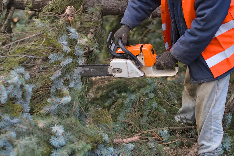 Local Tree Removal Services Vallejo, CA Local Tree Removal Services Vallejo, CA