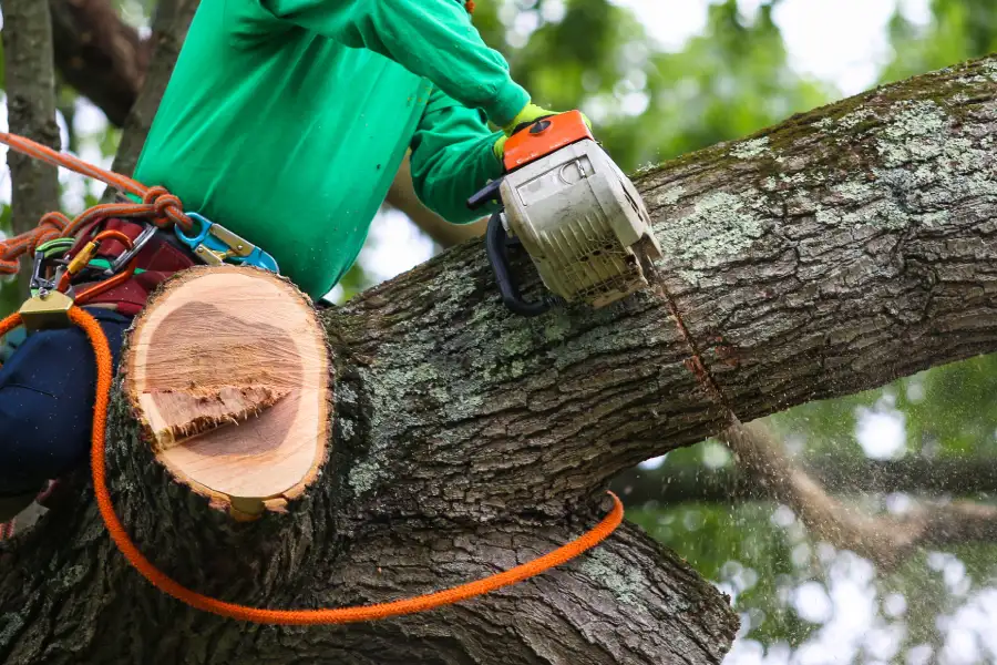 Professional Tree Trimming Vallejo, CA Professional Tree Trimming Vallejo, CA