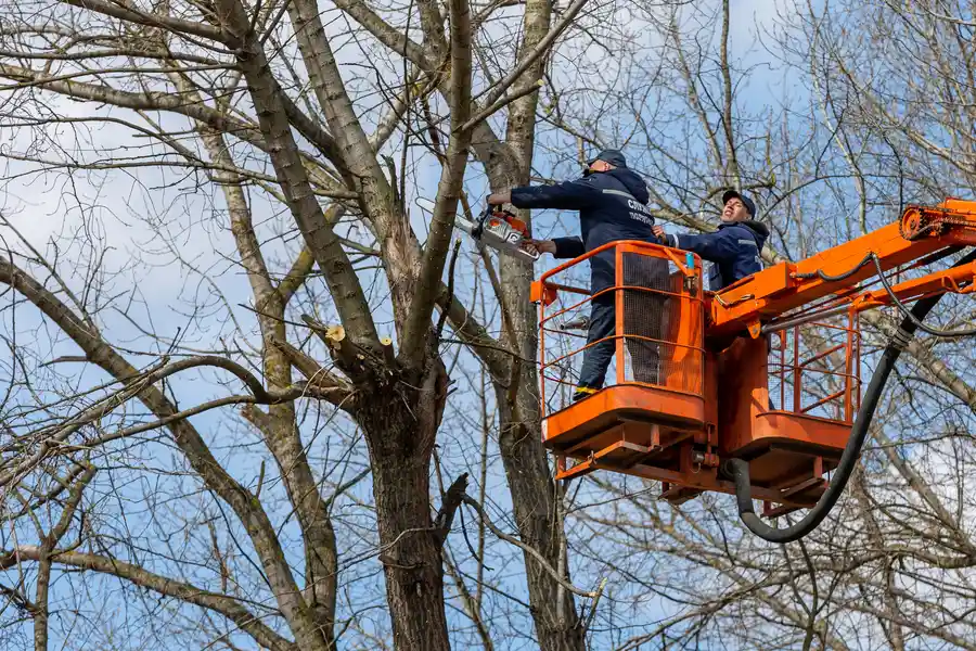 Quality Tree Removal Services Vallejo, CA Quality Tree Removal Services Vallejo, CA