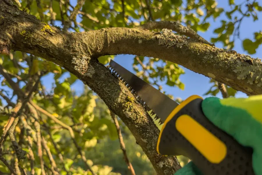Reliable Tree Trimming Vallejo, CA Reliable Tree Trimming Vallejo, CA