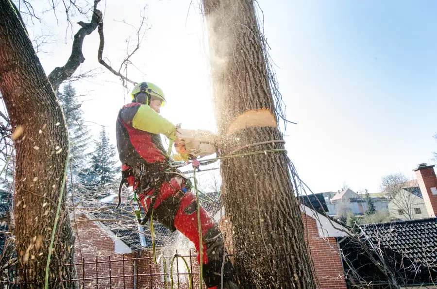 Superior Tree Cutting Service Vallejo, CA Superior Tree Cutting Service Vallejo, CA