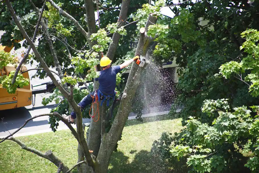 The Role Of Tree Removal In Storm Damage Recovery in Vallejo, CA The Role Of Tree Removal In Storm Damage Recovery in Vallejo, CA