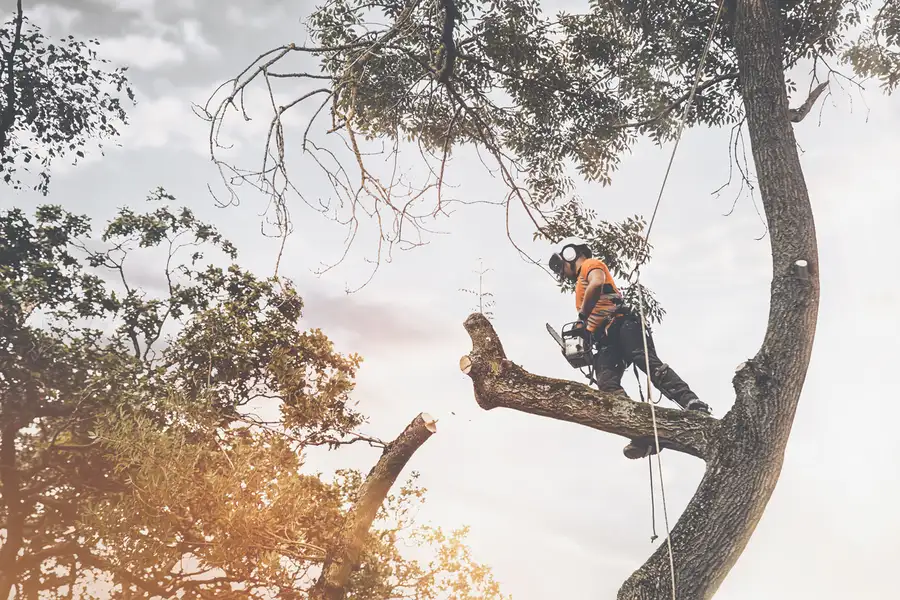 Top-rated Tree Cutting Service Vallejo, CA Top-rated Tree Cutting Service Vallejo, CA